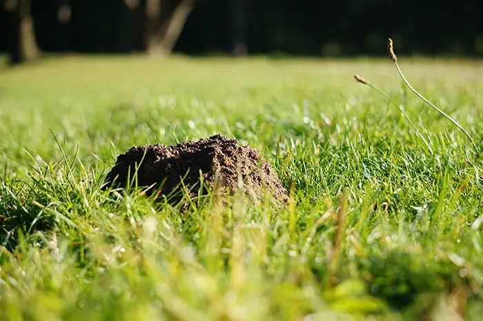 Ein Maulwurfshügel versteckt sich im Gras Maulwurfshügel im Gras